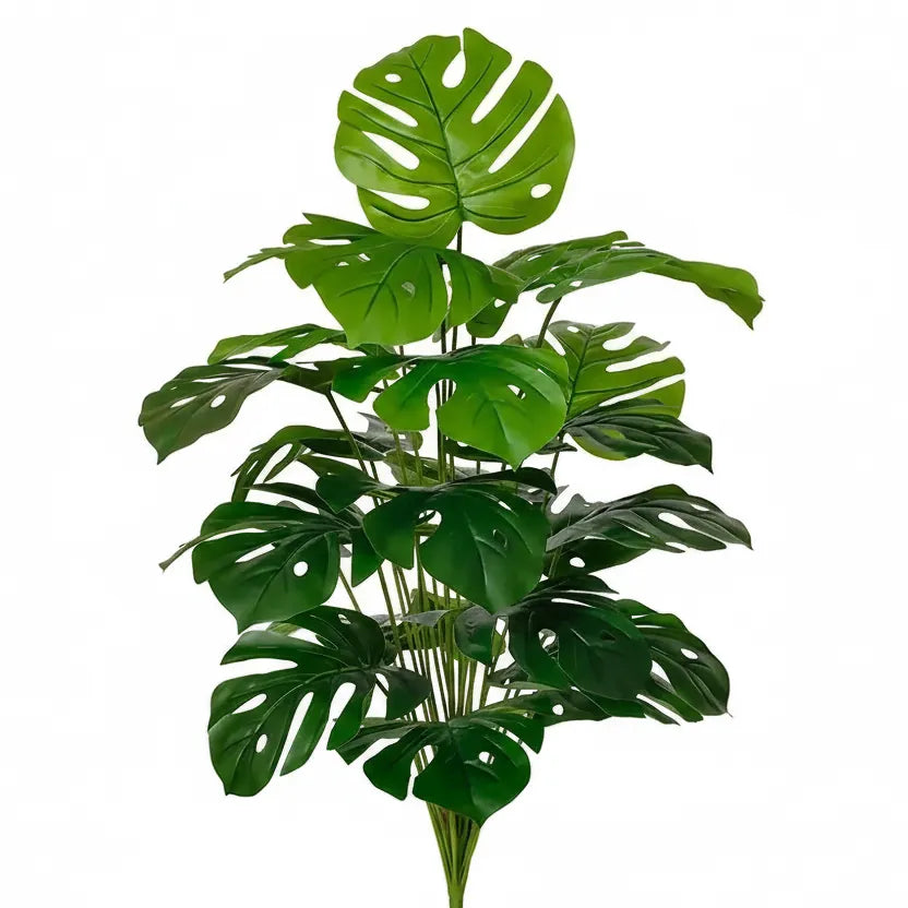 Monstera Deliciosa 75 cm