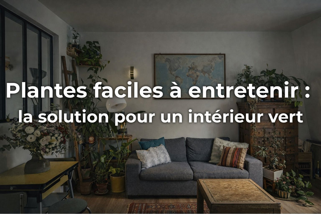 Plantes faciles à entretenir