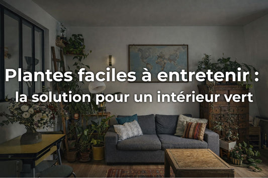 Plantes faciles à entretenir