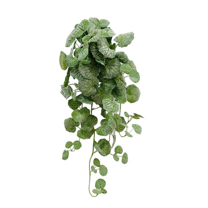 Ceropegia Artificiel