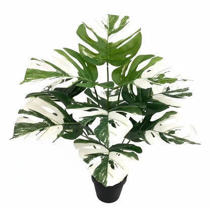 Monstera Deliciosa Blanc 60 cm