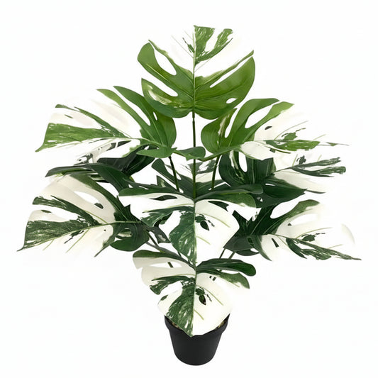 Monstera Deliciosa Blanc