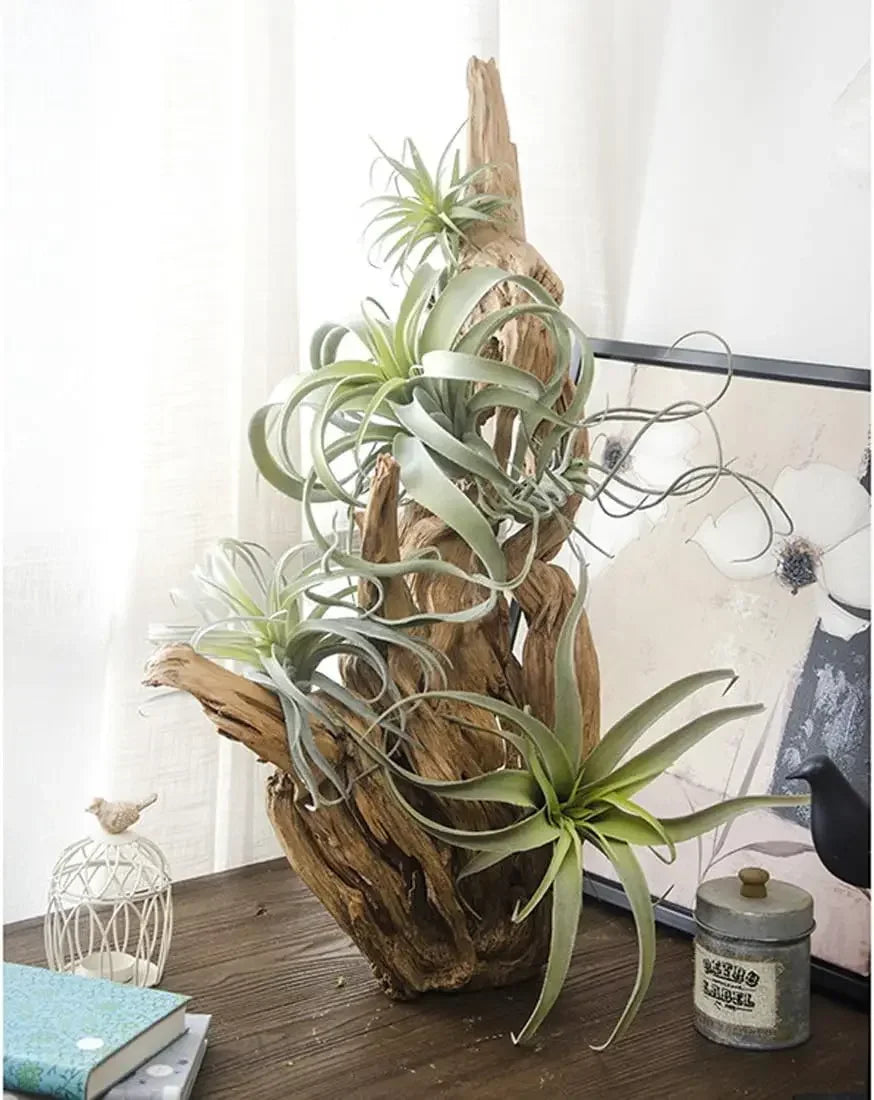 Lot de 2 Tillandsia Artificielles