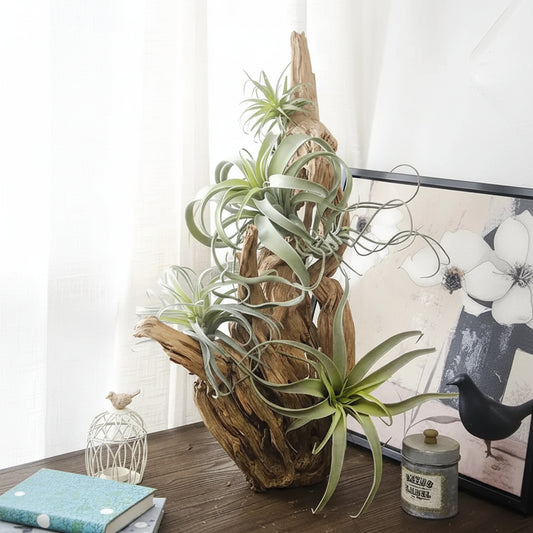 Lot de 2 Tillandsia Artificielles