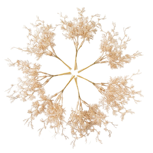 6Pcs Fleurs Séchées