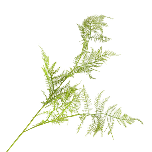 Asparagus Artificiel