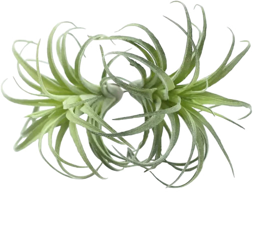 Lot de 2 Tillandsia Artificielles