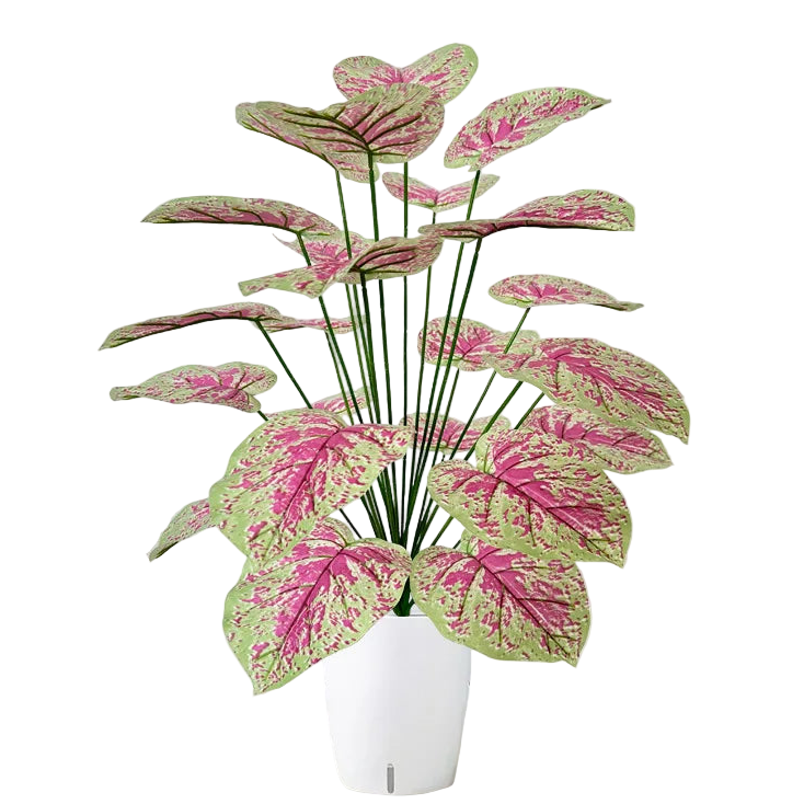 Caladium Artificiel