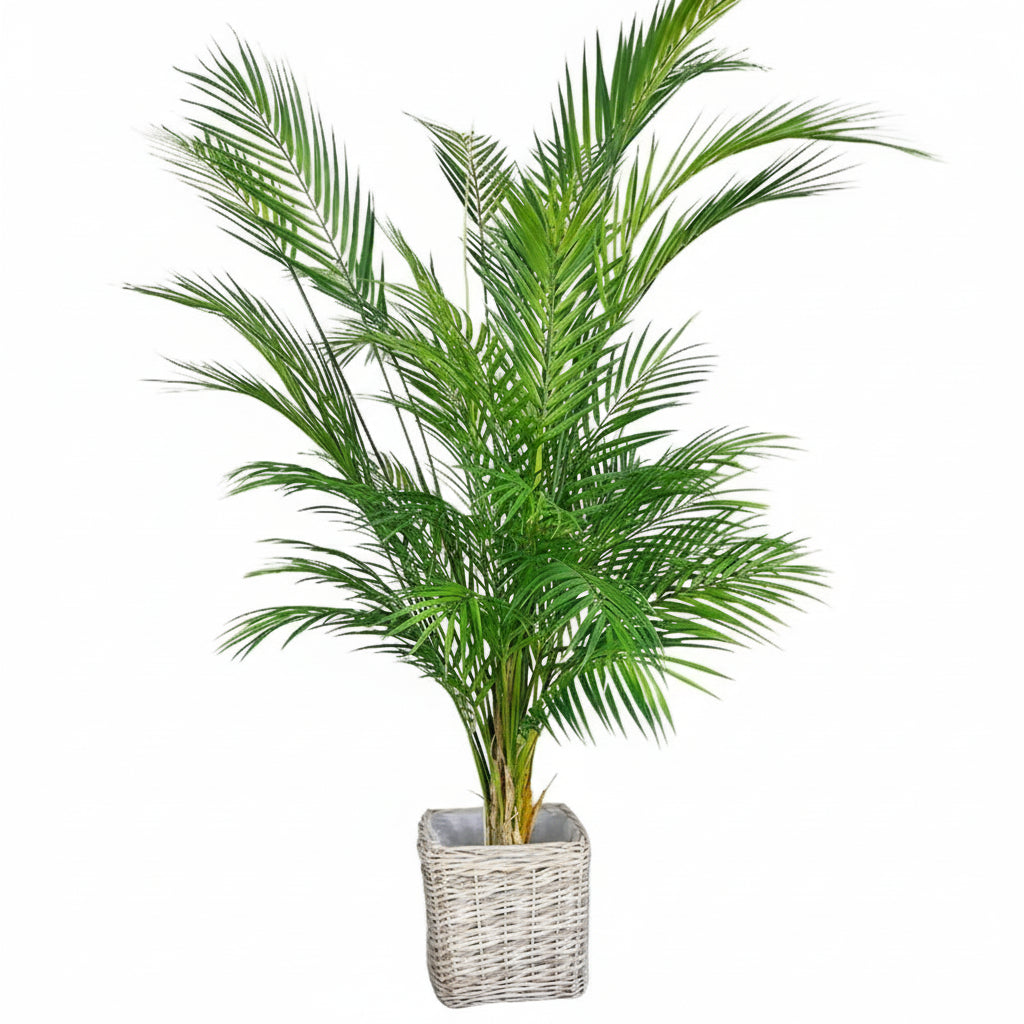 Palmier Areca Artificiel 90 cm