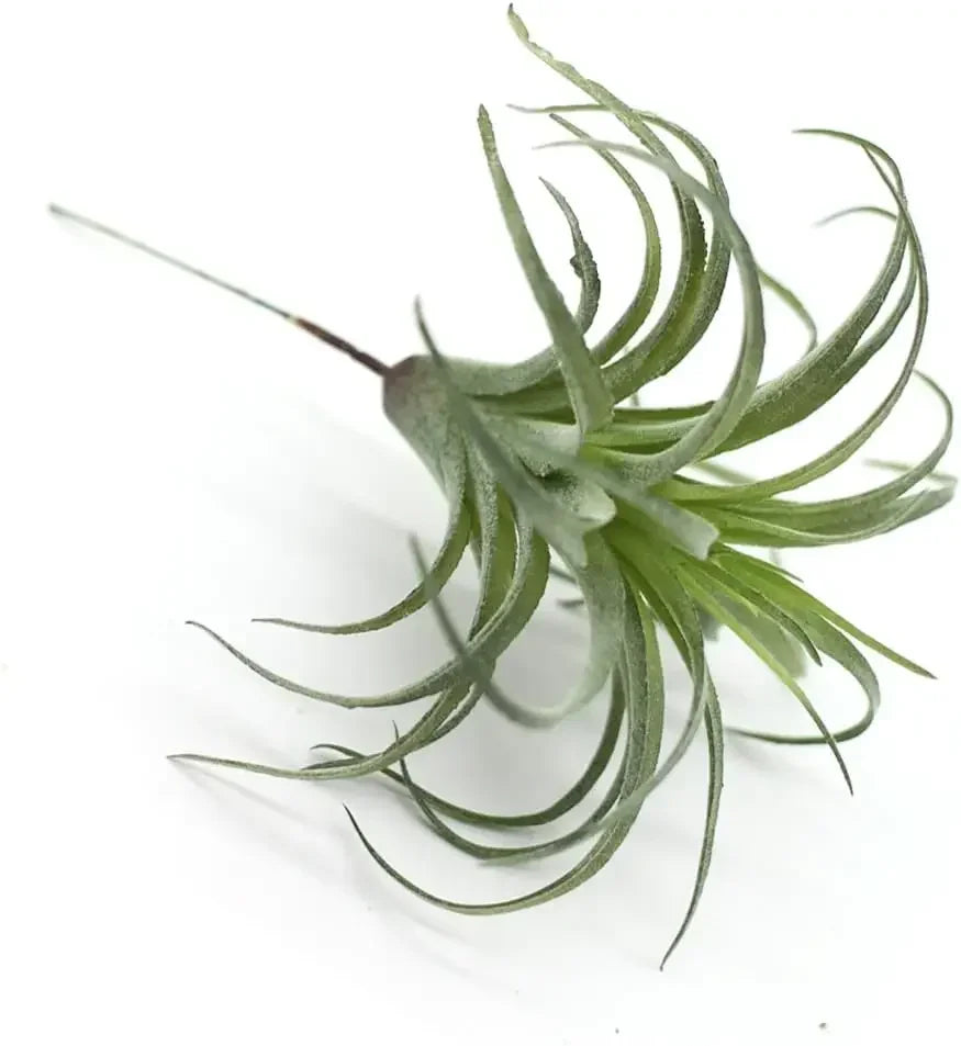 Lot de 2 Tillandsia Artificielles
