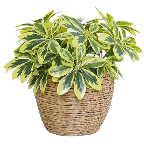 Schefflera Artificiel Clair