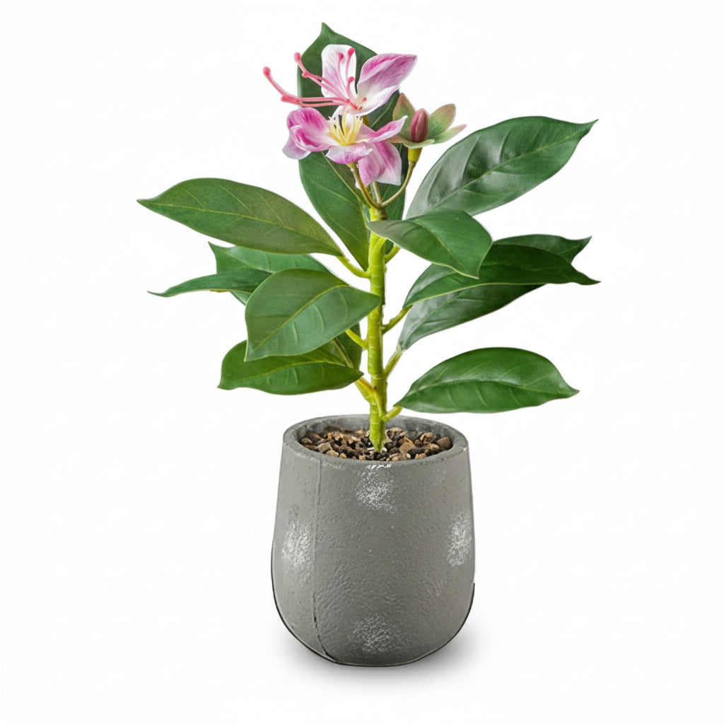 Bauhinia Artificielle