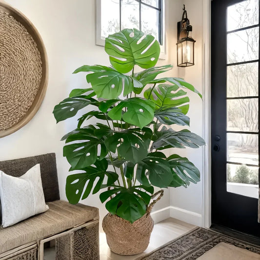 Monstera Deliciosa