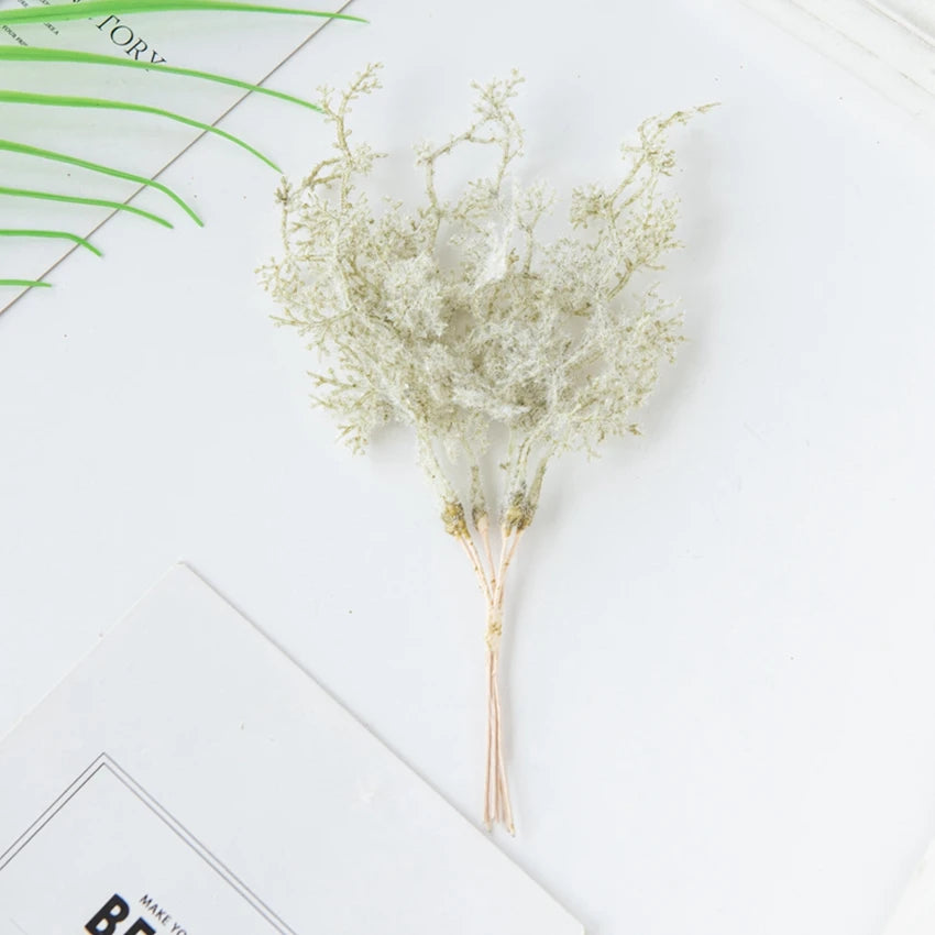 6Pcs Fleurs Séchées