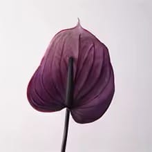 Anthurium Artificiel | Artiflora Pourpre / 5