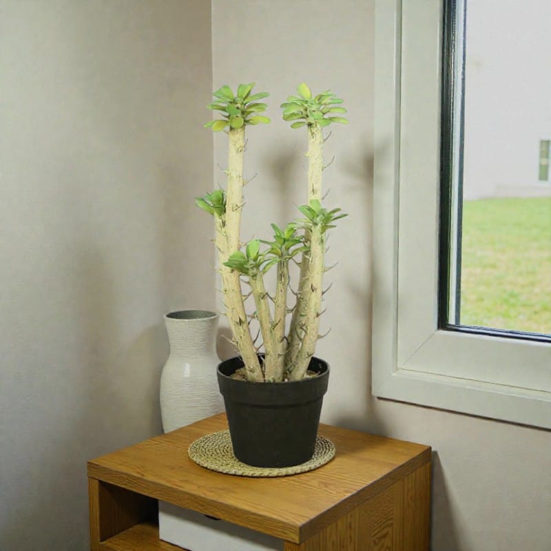 Euphorbia Cactus Artificiel | Artiflora