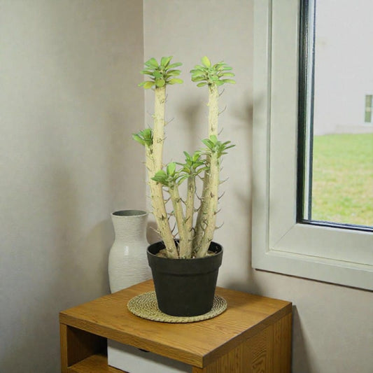 Euphorbia Cactus Artificiel | Artiflora