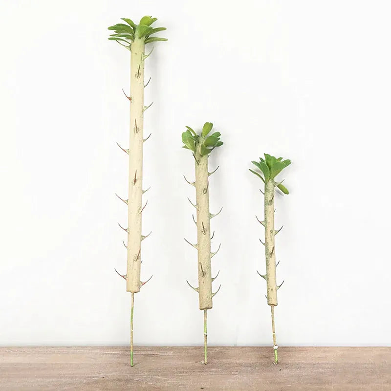 Euphorbia Cactus Artificiel | Artiflora
