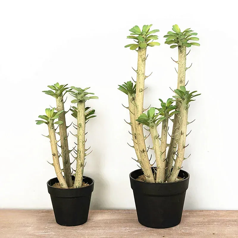 Euphorbia Cactus Artificiel | Artiflora