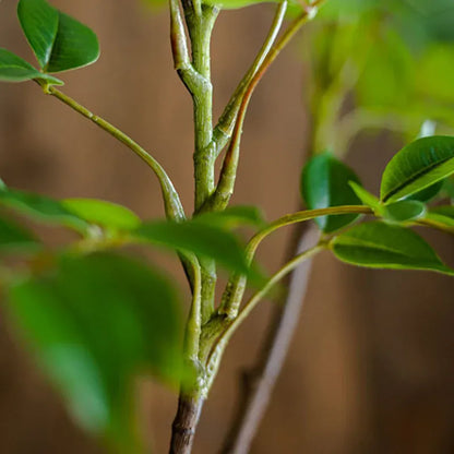 Ficus Artificiels | Artiflora