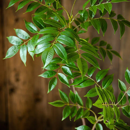 Ficus Artificiels | Artiflora