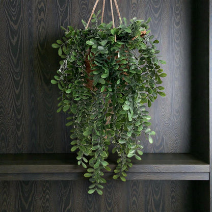 Plante verte retombante de lierre