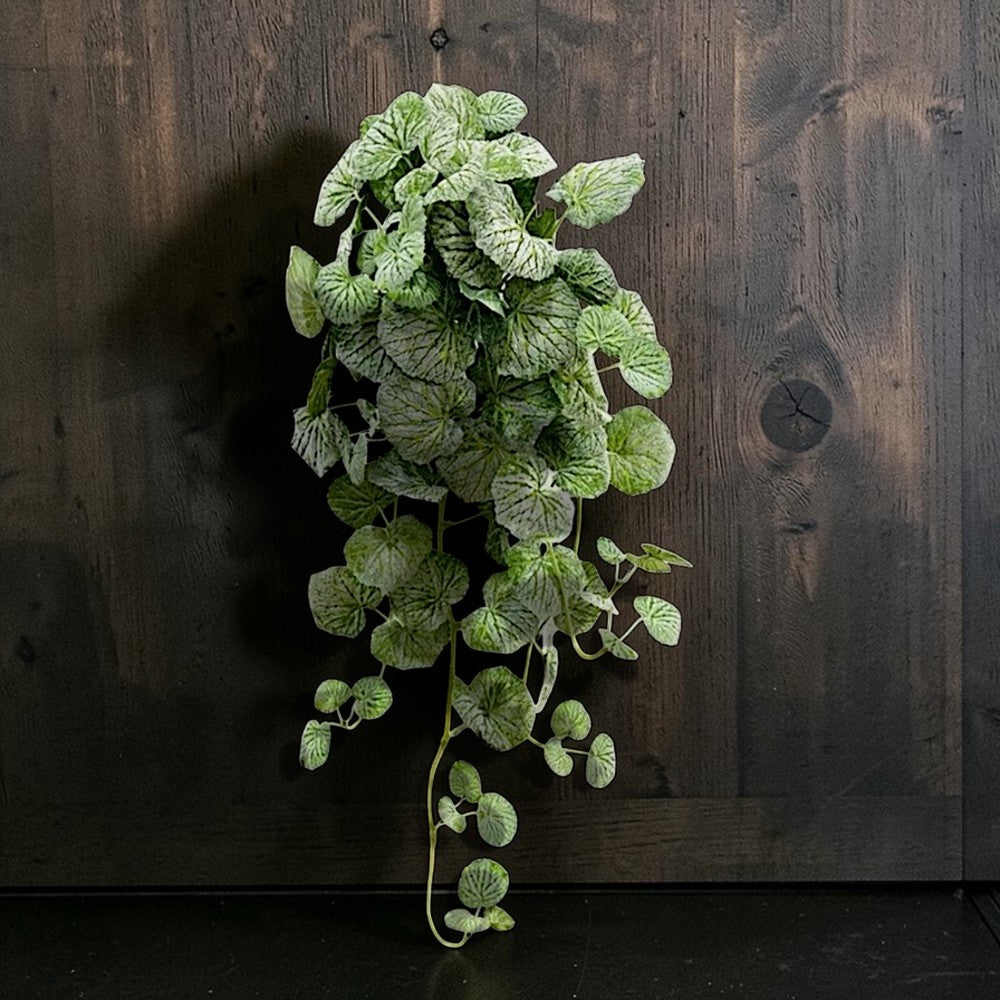 Ceropegia Artificiel