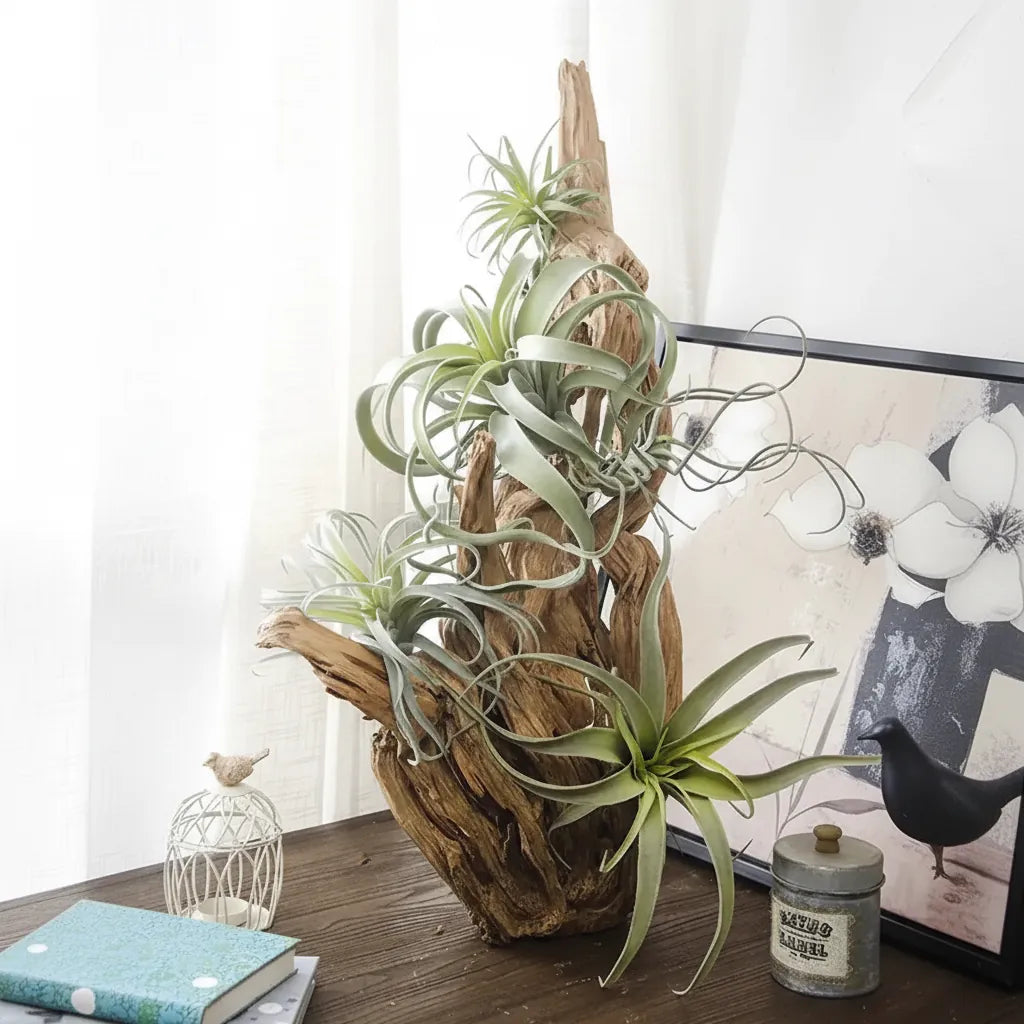 Lot de 2 Tillandsia Artificielles | Artiflora