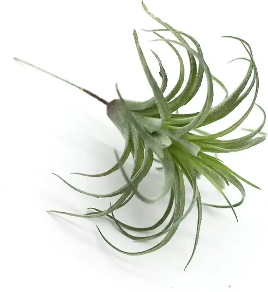 Lot de 2 Tillandsia Artificielles | Artiflora