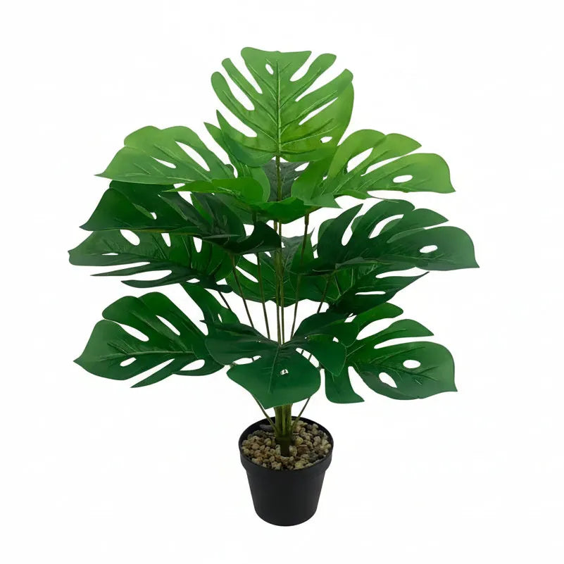 Monstera Deliciosa 60 cm