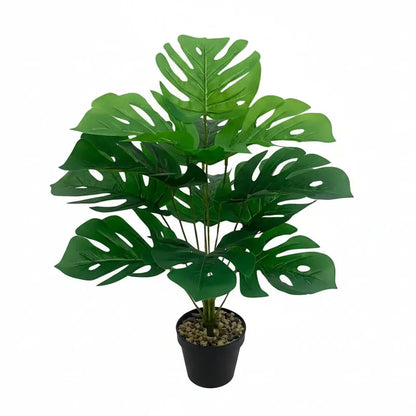 Monstera Deliciosa 60 cm