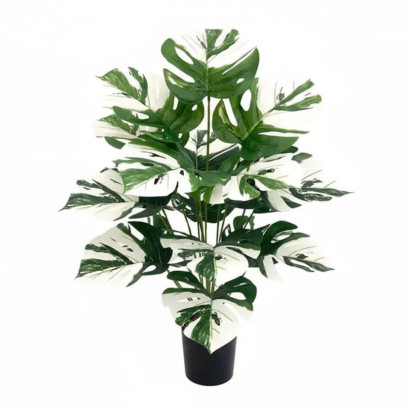Monstera Deliciosa Blanc 75 cm