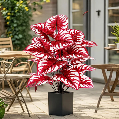 Monstera rouge