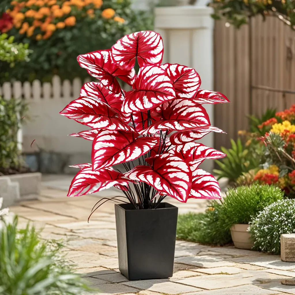 Monstera rouge