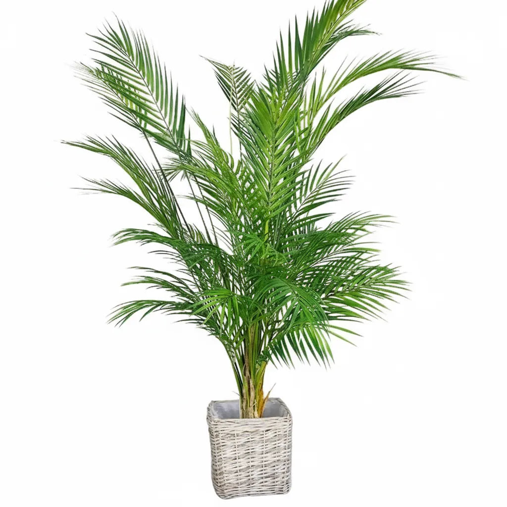 Palmier Areca Artificiel | Artiflora