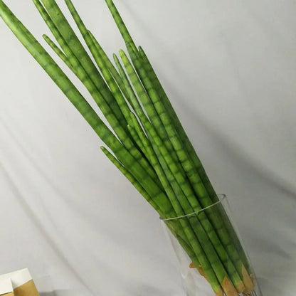 Sansevieria Cactus Artificiel | Artiflora