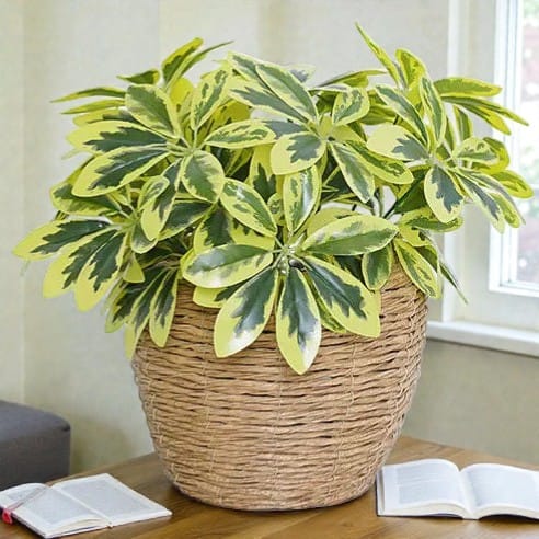 Schefflera Artificiel Clair | Artiflora