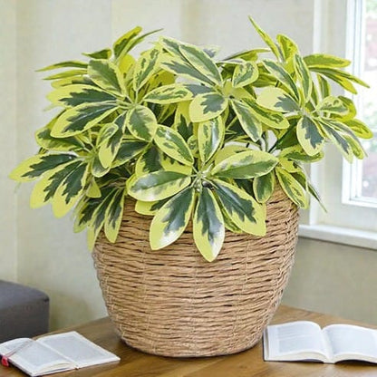 Schefflera Artificiel Clair | Artiflora