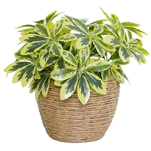 Schefflera Artificiel Clair | Artiflora
