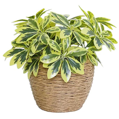 Schefflera Artificiel Clair | Artiflora